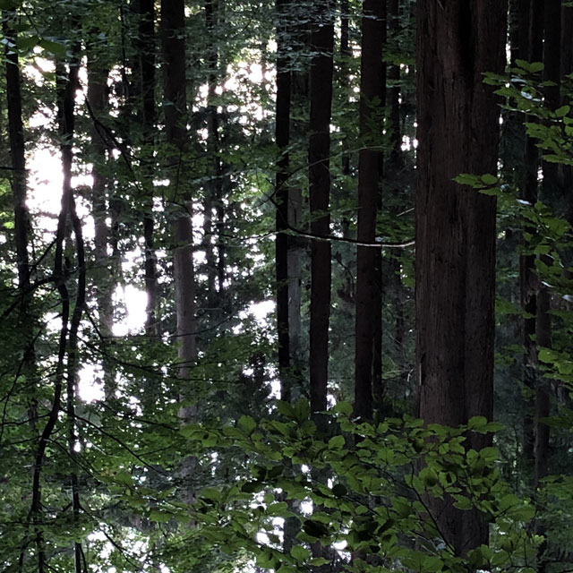 When Orllewin created a call¹ for ambient and noise music from the Merveilles Community, I knew that I wanted to join. Very excited, I started experimenting with noise, recordings and feedback again. Remembering that I had multiple iPhone field recordings from 2018 to 2022 that had not been unearthed before, things got interesting. The one recording that struck me the most was from 2021, an innocent recording of rain dripping through our flat&rsquo;s balcony. If only I knew back then that this serious amount of rain days after a long drought would push from below the ground into our own basement. Would capture my partner in a 4 hour traffic jam. Erode the landscape so much that a whole neighborhood would be rendered uninhabitable and cost people their lives.²